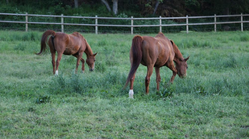 © Marie-France Malterre/GFA